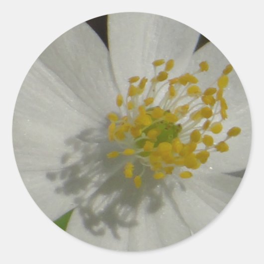Witte bloem met geel midden ronde sticker (Voorkant)