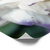 Witte bloem met paars poster (Hoek)