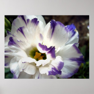 Witte bloem met paars poster