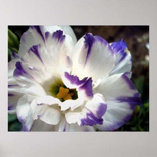 Witte bloem met paars poster (Voorkant)