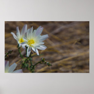 witte bloem poster