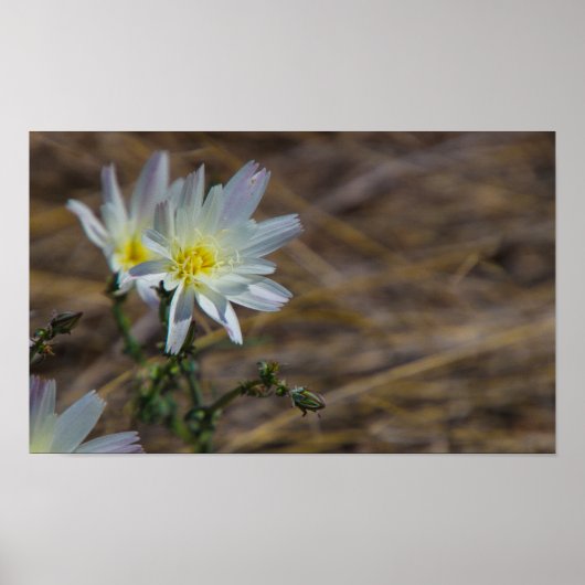 witte bloem poster (Voorkant)