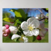 Witte bloem van een appelboom. lente poster (Voorkant)