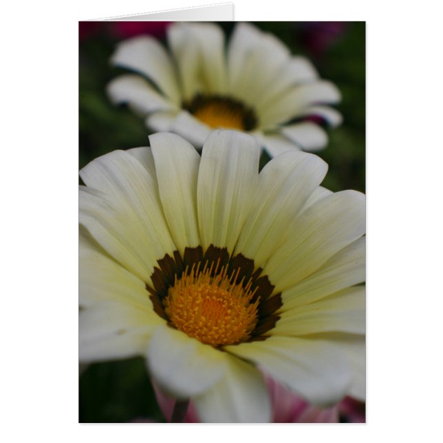 Witte bloemen (Voorkant)