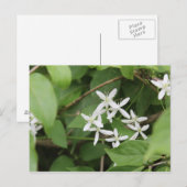 Witte bloemen #2 briefkaart (Voorkant / Achterkant)
