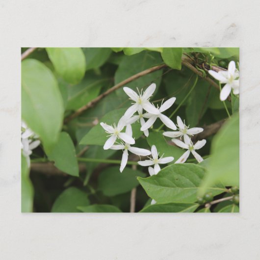 Witte bloemen #2 briefkaart (Voorkant)