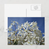Witte bloemen, blauwe hemel briefkaart (Voorkant / Achterkant)