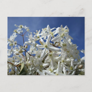 Witte bloemen, blauwe hemel briefkaart