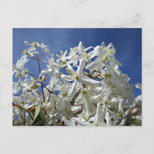Witte bloemen, blauwe hemel briefkaart (Voorkant)
