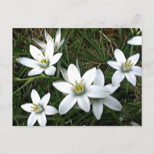 witte bloemen briefkaart (Voorkant)