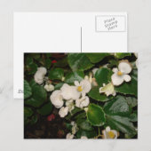 Witte bloemen briefkaart (Voorkant / Achterkant)