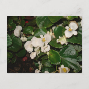 Witte bloemen briefkaart
