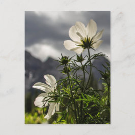 Witte bloemen en bergen briefkaart