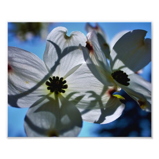 witte bloemen foto afdruk (Voorkant)