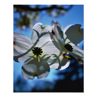 witte bloemen foto afdruk