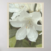 Witte Bloemen Foto Poster (Voorkant)