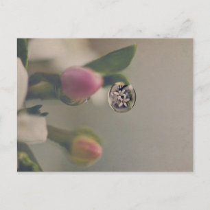 Witte bloemen in briefkaart met waterdruppel