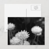 Witte bloemen in zwart-wit briefkaart (Voorkant / Achterkant)