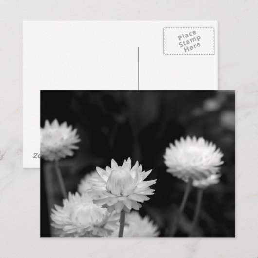 Witte bloemen in zwart-wit briefkaart (Voorkant / Achterkant)