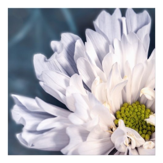 Witte bloemen mooi foto afdruk (Voorkant)