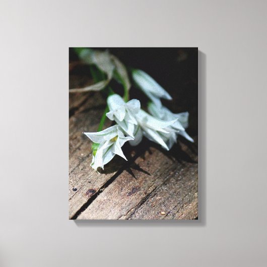 Witte bloemen op een bank canvas print (Voorkant)