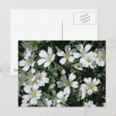 Witte bloemen op een heldere dag briefkaart (Voorkant / Achterkant)