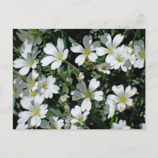 Witte bloemen op een heldere dag briefkaart