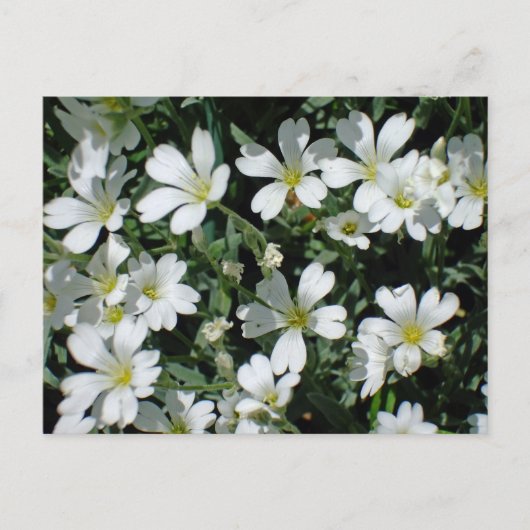 Witte bloemen op een heldere dag briefkaart (Voorkant)
