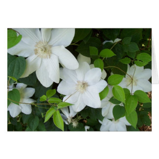 Witte bloemen op wijnstokken