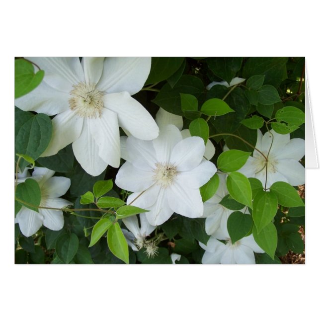 Witte bloemen op wijnstokken (Voorkant Horizontaal)