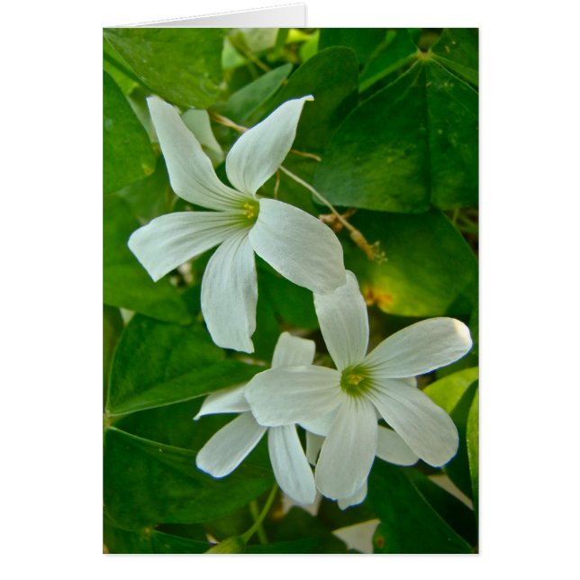 Witte bloemen Oxalis (Voorkant)