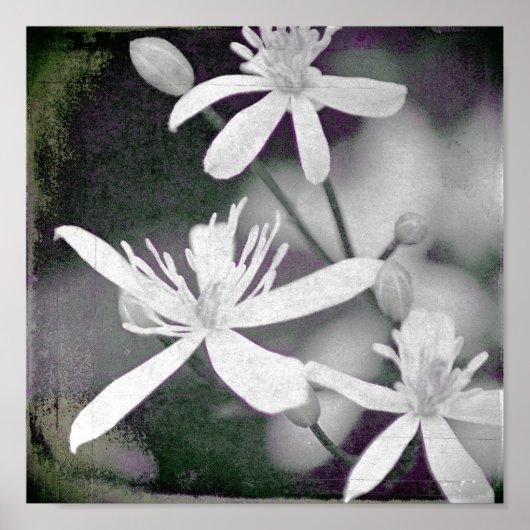 Witte bloemen poster (Voorkant)