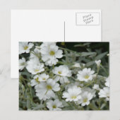 Witte bloemen uit de tuin briefkaart (Voorkant / Achterkant)