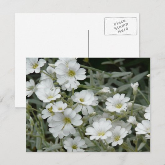 Witte bloemen uit de tuin briefkaart (Voorkant / Achterkant)