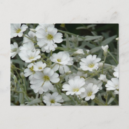 Witte bloemen uit de tuin briefkaart (Voorkant)