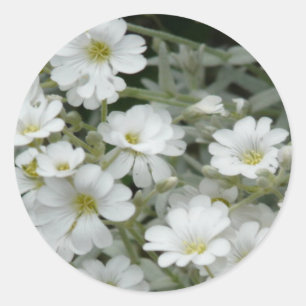 Witte bloemen uit de tuin ronde sticker