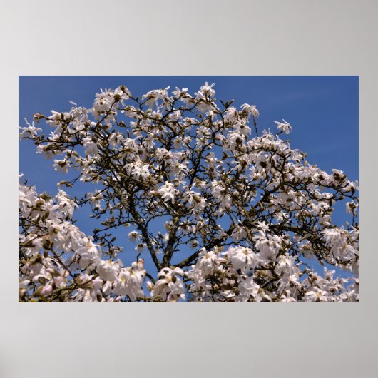Witte bloemen van ster magnolia poster (Voorkant)
