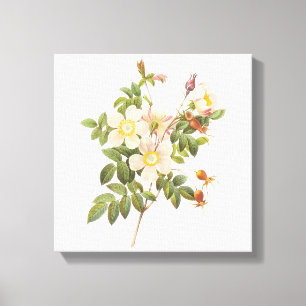 Witte Bloemen Verpakte Canvas Afdrukken