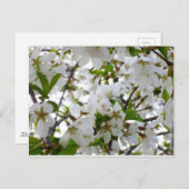 Witte bloemenfoto witte stromende boom briefkaart (Voorkant / Achterkant)