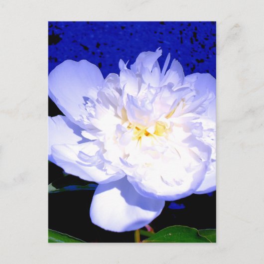 Witte bloemige paarse bloemige pioen foto briefkaart (Voorkant)