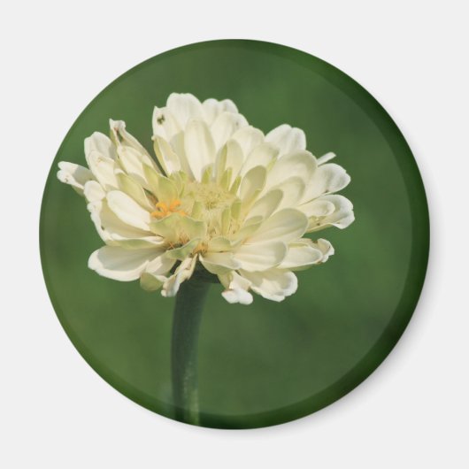 witte bloemmagneet magneet (Voorkant)