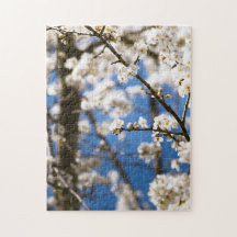 Witte bloesem blauwe lucht achtergrond