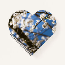 Witte bloesem blauwe lucht achtergrond
