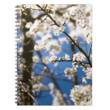 Witte bloesem blauwe lucht achtergrond