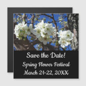 Witte bloesem Clusters Spring Flowering Pear Tree (Voorkant / Achterkant)