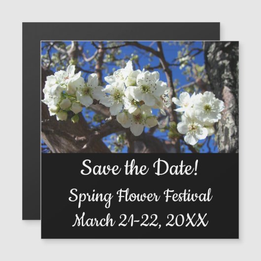 Witte bloesem Clusters Spring Flowering Pear Tree (Voorkant / Achterkant)