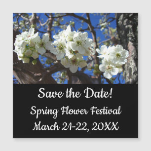 Witte bloesem Clusters Spring Flowering Pear Tree