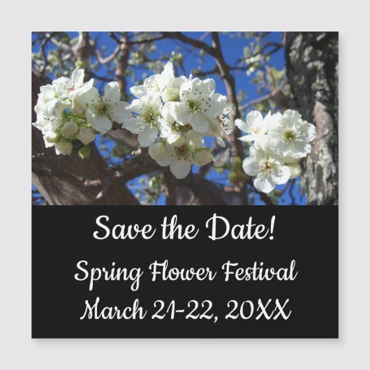 Witte bloesem Clusters Spring Flowering Pear Tree (Voorkant)