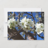 Witte bloesem Clusters Spring Flowering Pear Tree (Voorkant)