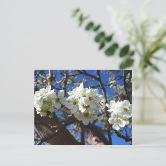 Witte bloesem Clusters Spring Flowering Pear Tree (Staand voorkant)